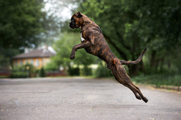 german boxer dog jumping up high outdoors