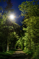 Fototapeta na wymiar alley among the trees at night, illuminated by a lantern