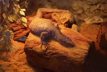 Varan resting in a terrarium