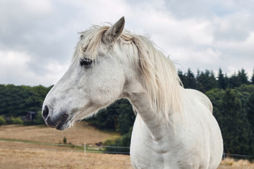 Obraz na płótnie Canvas Portrait of a beautyful white horse close up