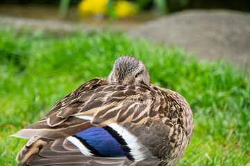 Ente auf Wiese am Schlafen