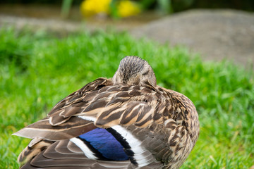 Ente auf Wiese am Schlafen