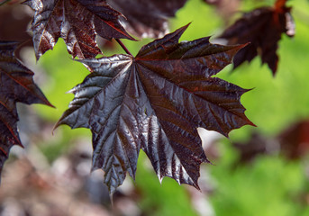 Red maple leaves
