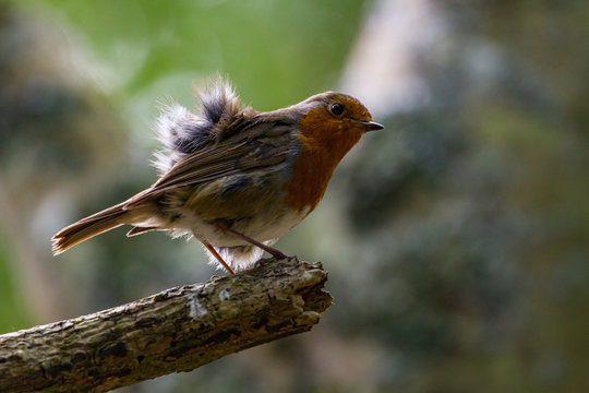 Red robin bird with scruffed up feathers perched on the edge of a tree branch