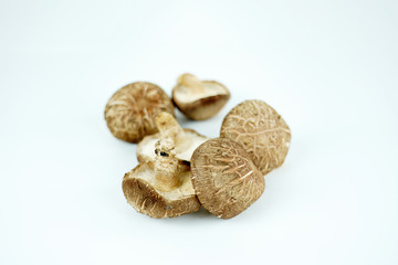 신선한 표고버섯, 버섯 오브젝트