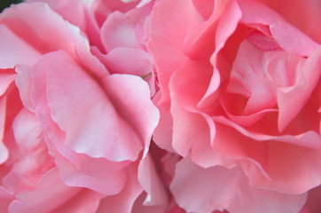 Petals romantic flowers pink macro