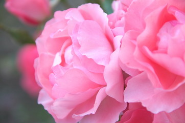 Petals romantic flowers pink macro