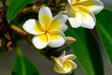 Obraz premium Plumeria flower white and pollen yellow beautiful on tree sky background