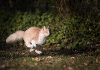 cream colored beige white maine coon kitten running in the back yard in the evening sun