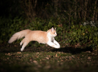 side view of a cream colored beige white maine coon kitten running in the back yard in the low evening sun