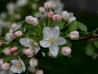 View of apple blossoms