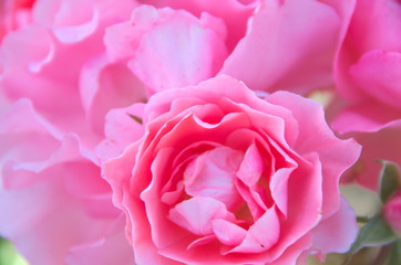 Fototapeta na wymiar Petals romantic flowers pink macro