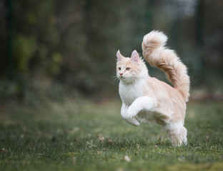 Naklejka na ściany i meble cream colored beige white maine coon kitten with extremely long fluffy tail jumping over the lawn in the back yard
