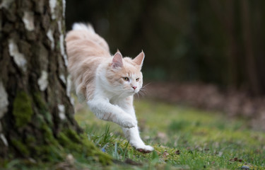 Naklejka na ściany i meble cream colored beige white maine coon kitten running next to a birch tree on meadow