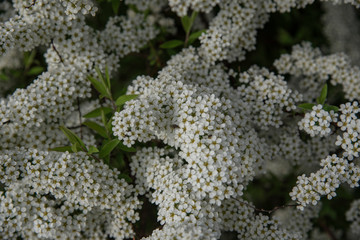 White spirea blossoms