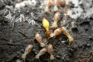 Termites in Termite mound.