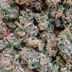 marijuana bud texture close-up.