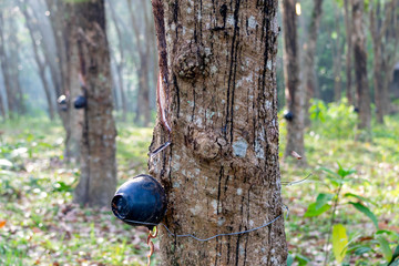 Row of para rubber plantation in South of Thailand,rubber trees