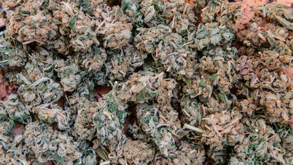 checking the quality of marijuana buds in the male hand. Quality control of medical marijuana in America