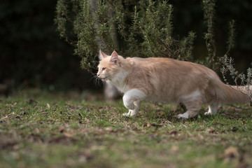 side view of cream colored beige white maine coon kitten on the prowl in  the garden next to a rosemary bush