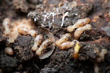 Termites in Termite mound.