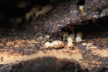 Termites in Termite mound.