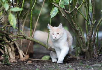 Naklejka na ściany i meble cream colored beige white maine coon kitten walking through a bush in the back yard