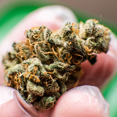 trichomes and terpenes in marijuana elements. Chemical elements in marijuana buds
