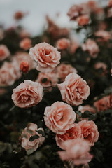 Obraz na płótnie Canvas ピンクのバラのお花畑