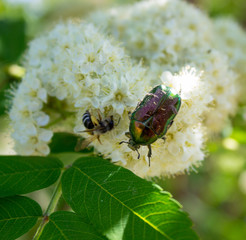 Green beetle on white flowers of mountain ash