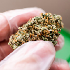 macro photo of trichomes of marijuana. Medical use of THC and CBD in the world practice of treatment
