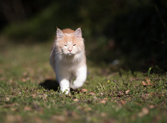 Naklejka na ściany i meble cream colored beige white maine coon kitten walking towards camera in the sunlight blinded with closed eyes