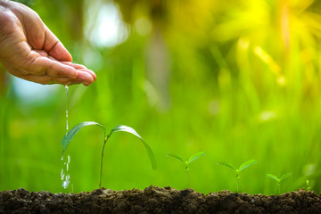 Planting trees, loving the environment and protecting nature Nourishing the plants World Environment Day To help the world look beautiful