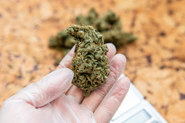 Marijuana bud in male hand in white sterile gloves. Studying the effect of marijuana on the human body and health.