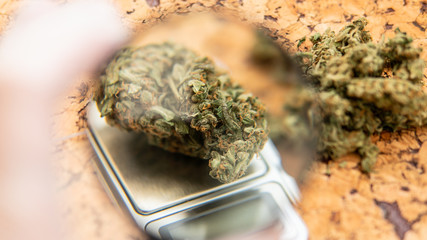 weighing marijuana buds on a scale. Fresh cannabis harvest