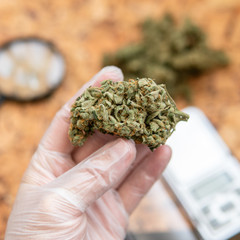 checking the quality of marijuana buds in the male hand. Quality control of medical marijuana in America