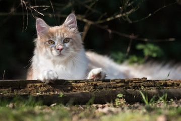 Naklejka na ściany i meble cream colored beige white maine coon kitten resting under a bush in the sunlight looking at camera