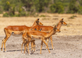 Five Impala herd Aepyceros melampus looking right alert danger listening at Sweetwaters waterhole, Ol Pejeta Conservancy, Kenya, East Africa