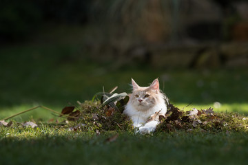 cream colored beige white maine coon kitten  resting in a pile of leaves and weed in the garden
