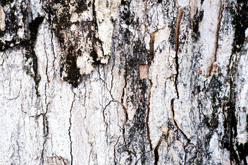 Old wood peel in texture white brown and black