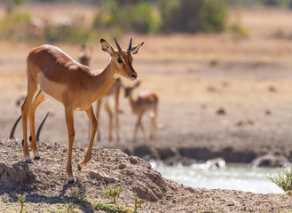 Young male impala side front close-up (Aepyceros melampus) at Sweetwaters waterhole, Ol Pejeta Conservancy, Kenya, East Africa