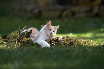 Naklejka na ściany i meble playful cream colored beige white maine coon kitten resting in a pile of leaves and weed in the garden
