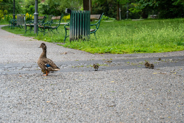 Ente mit Küken auf Asphaltweg