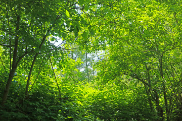 Nature background: walking the the woods in spring, dense branches with green leaves