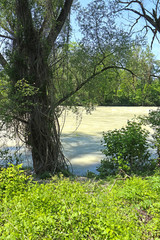 Isarauen national park, Upper Bavaria: the Isar river in flood with yellow murky waters, view from...