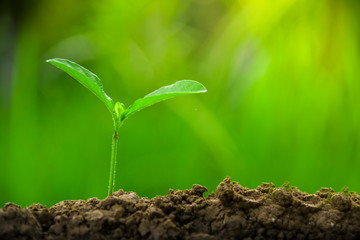 Planting trees, loving the environment and protecting nature Nourishing the plants World Environment Day To help the world look beautiful