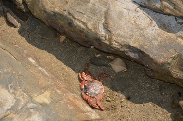 crab on rocks . India