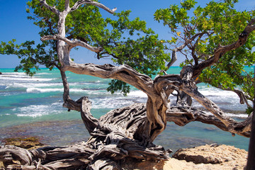 Twisted crooked tree on rocky ground in front of turquoise wild ocean with white foam of waves - Jamaica