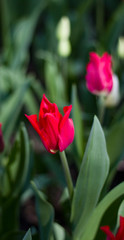Fototapeta premium large maroon-red tulips close-up