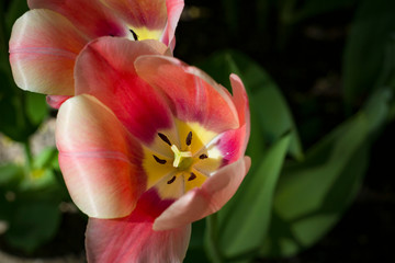 Obraz na płótnie Canvas large light pink tulips with white stripes close up